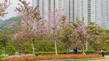 Red and pink flowers are natural decorations which add colourful ambiance to the park and its surrounding area.